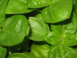 Basilicum