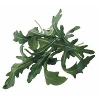 Rucola