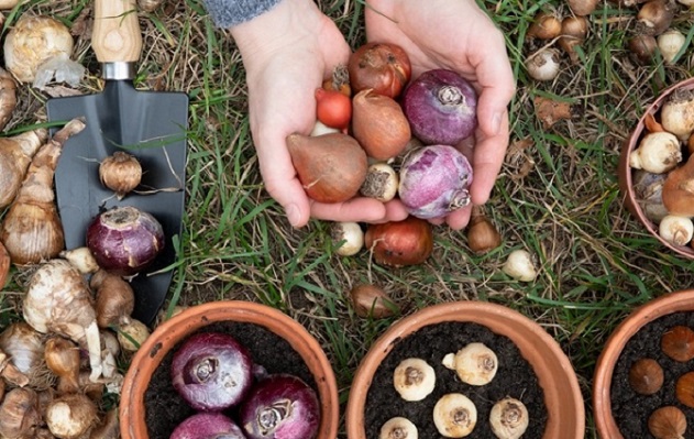 zaden, kweeksets, moestuin-artikelen en gereedschap. Leuke aanbiedingen! Tuinonderhoud, planten water geven