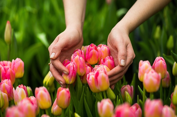 Bloembollen planten in het najaar en bloeien in het voorjaar, zoals tulpen, narcissen, blauwe druifjes sneeuwklokjes en aliums