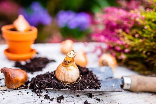 Bloembollen planten? Bestel nu voorjaarsbloeiers zoals tulpen, blauwe druifjes, aliums, krokussen, narcissen en sneeuwklokjes