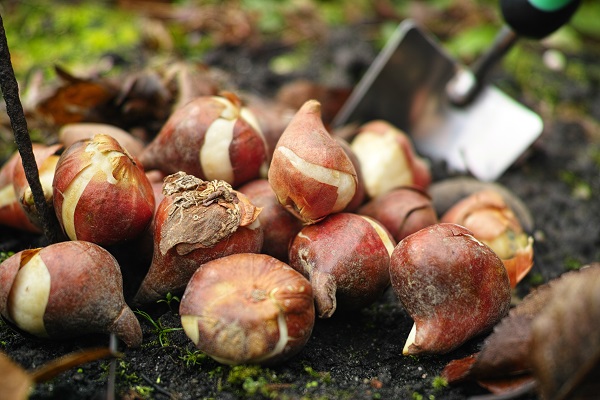 Zaaitips en advies over (bloem)zaden zaaien en planten van knoflook,plantuien en bloembollen