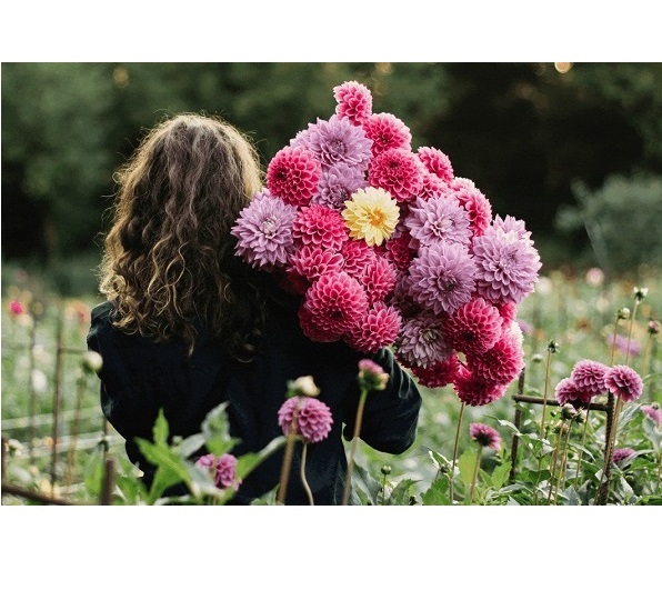 Dahlia's, Begonia's, en Gladiolen bestellen