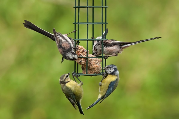Vogels voeren in de winter