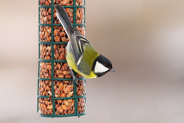 Zaaitips en advies over (bloem)zaden zaaien en vogels voeren