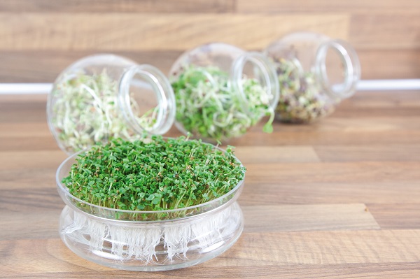 Aanbiedingen zaden, kweekartikelen, kweekkassen en kweeksets voor binnen!