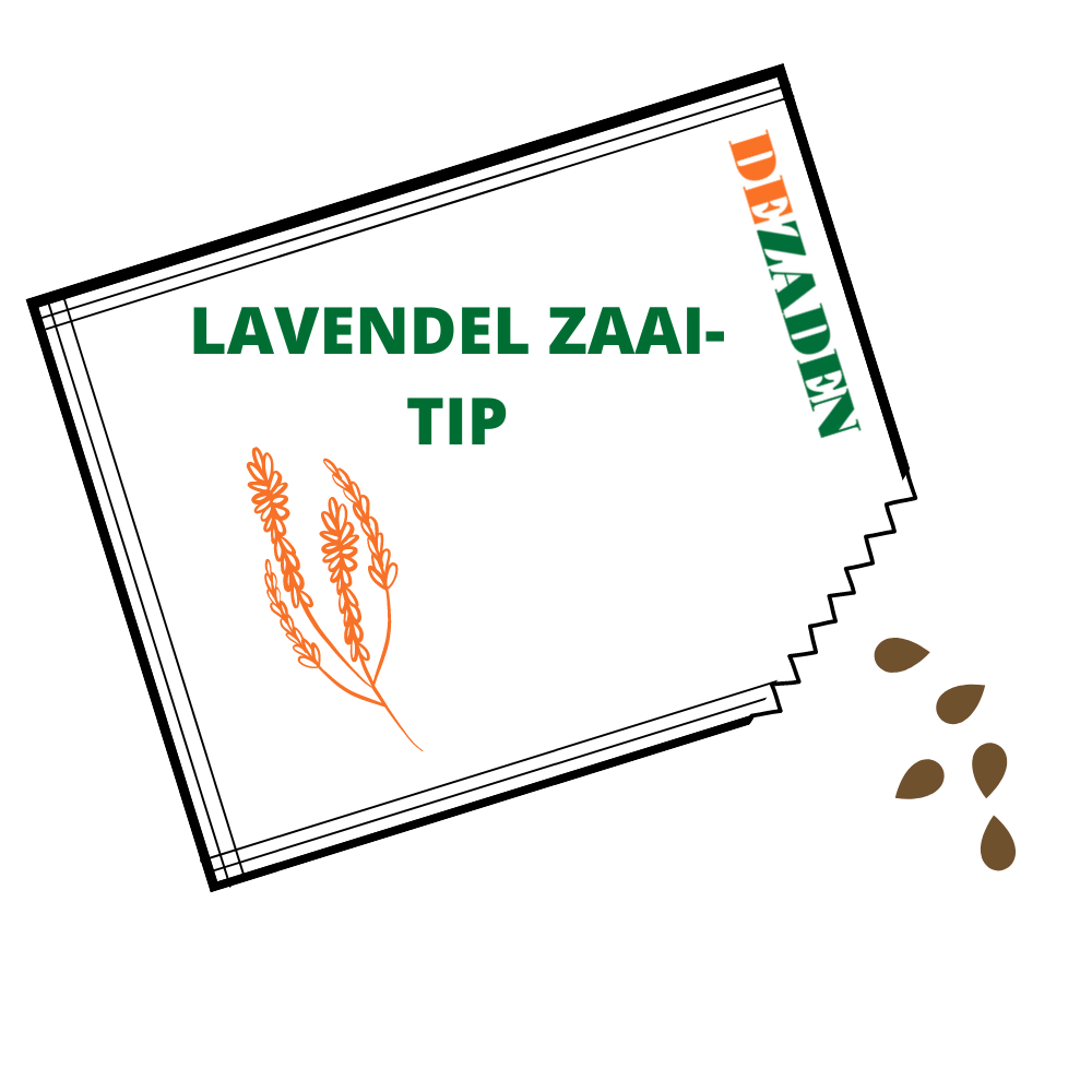 Zaaitips en advies over Lavendel zaden zaaien