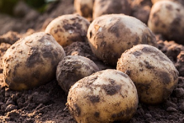 Bestel Plantuien en Pootaardappelen, pootgoed bestellen!