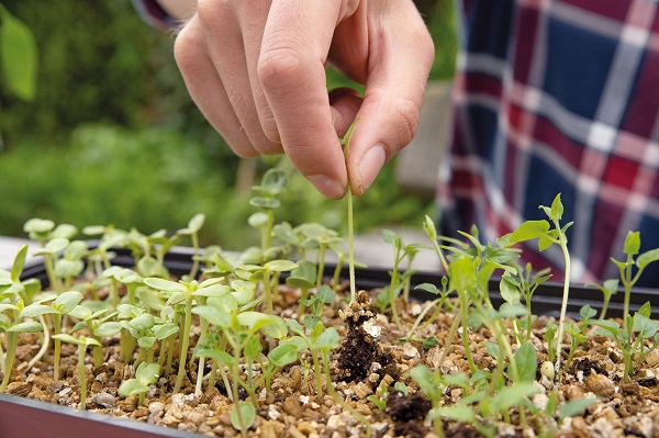 zaden, kweeksets, moestuin-artikelen en gereedschap. Leuke aanbiedingen!