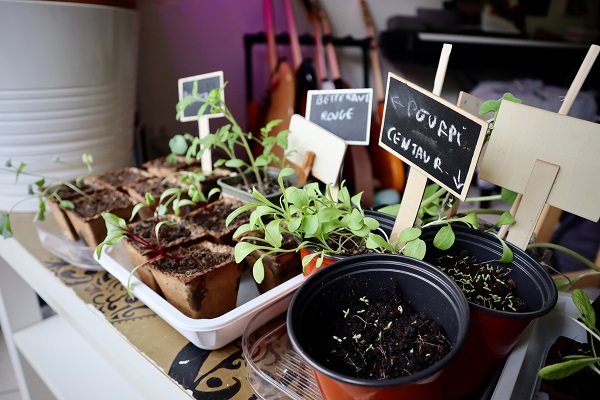 Starten met je eigen moestuin