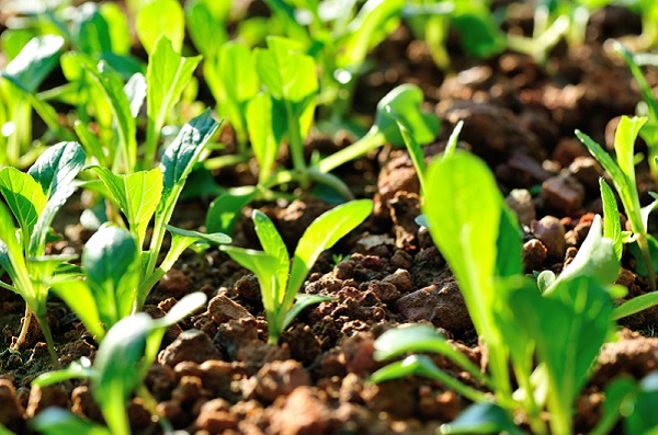 zaden, kweeksets, moestuin-artikelen en gereedschap. Leuke aanbiedingen! Tuinonderhoud, planten water geven
