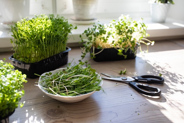 zaden, kweeksets, feeders en nestkastjes voor tuin- en huisdieren. Leuke aanbiedingen!