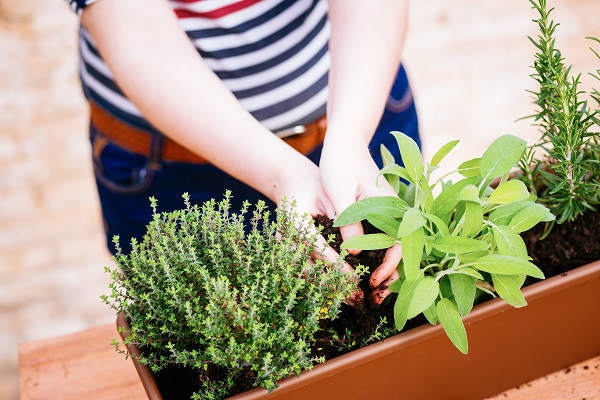 Zaaitips en advies over (bloem)zaden zaaien en bijen en vlinders naar je tuin lokken
