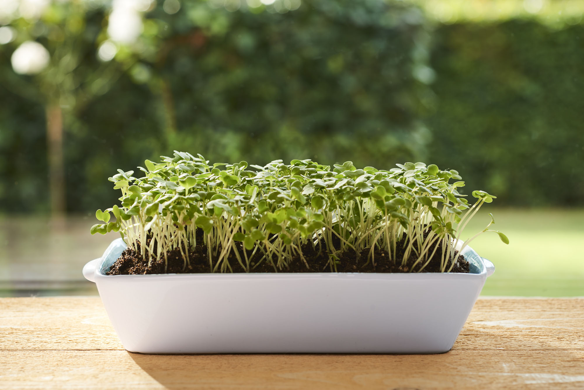 Microgreens