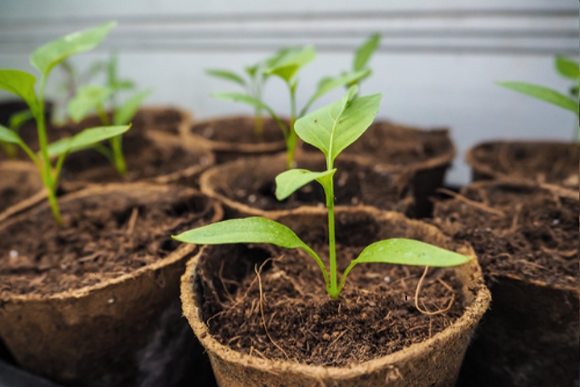zaden, kweeksets, moestuin-artikelen en gereedschap. Leuke aanbiedingen! Tuinonderhoud, planten water geven