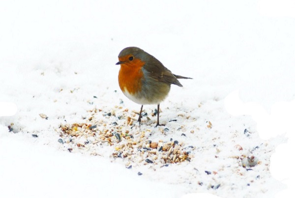 zaden, kweeksets, moestuin-artikelen en gereedschap. Leuke aanbiedingen! Tuinonderhoud, planten water geven