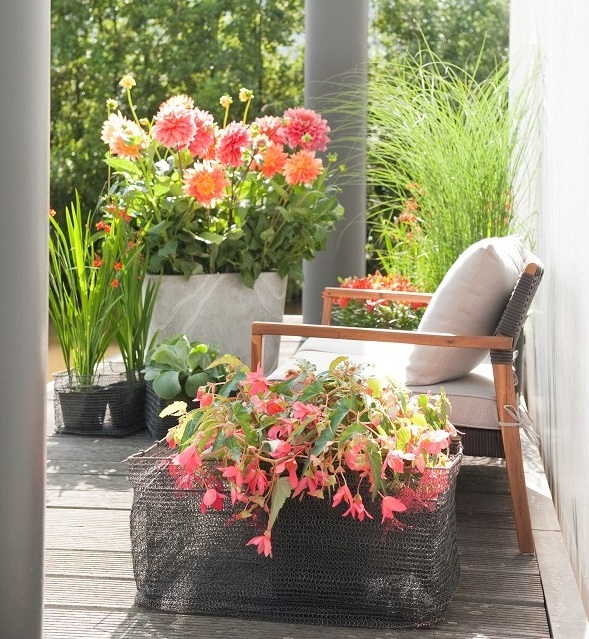 Dahlia's, Begonia's, en Gladiolen bestellen