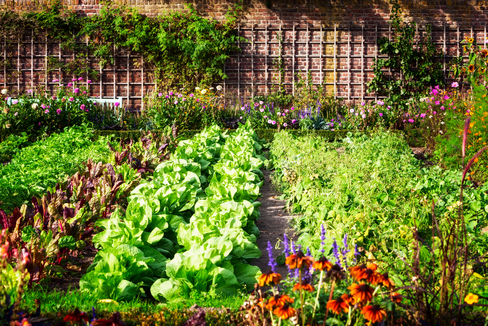 Combinatieteelt: alles over goede en slechte buren in de moestuin