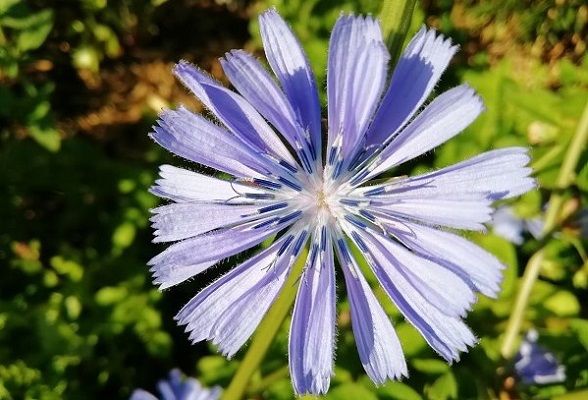 Hoe komt het dat planten doorschieten?