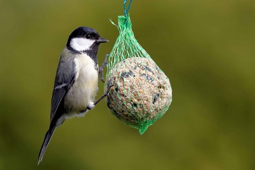 Een tuin voor vogels