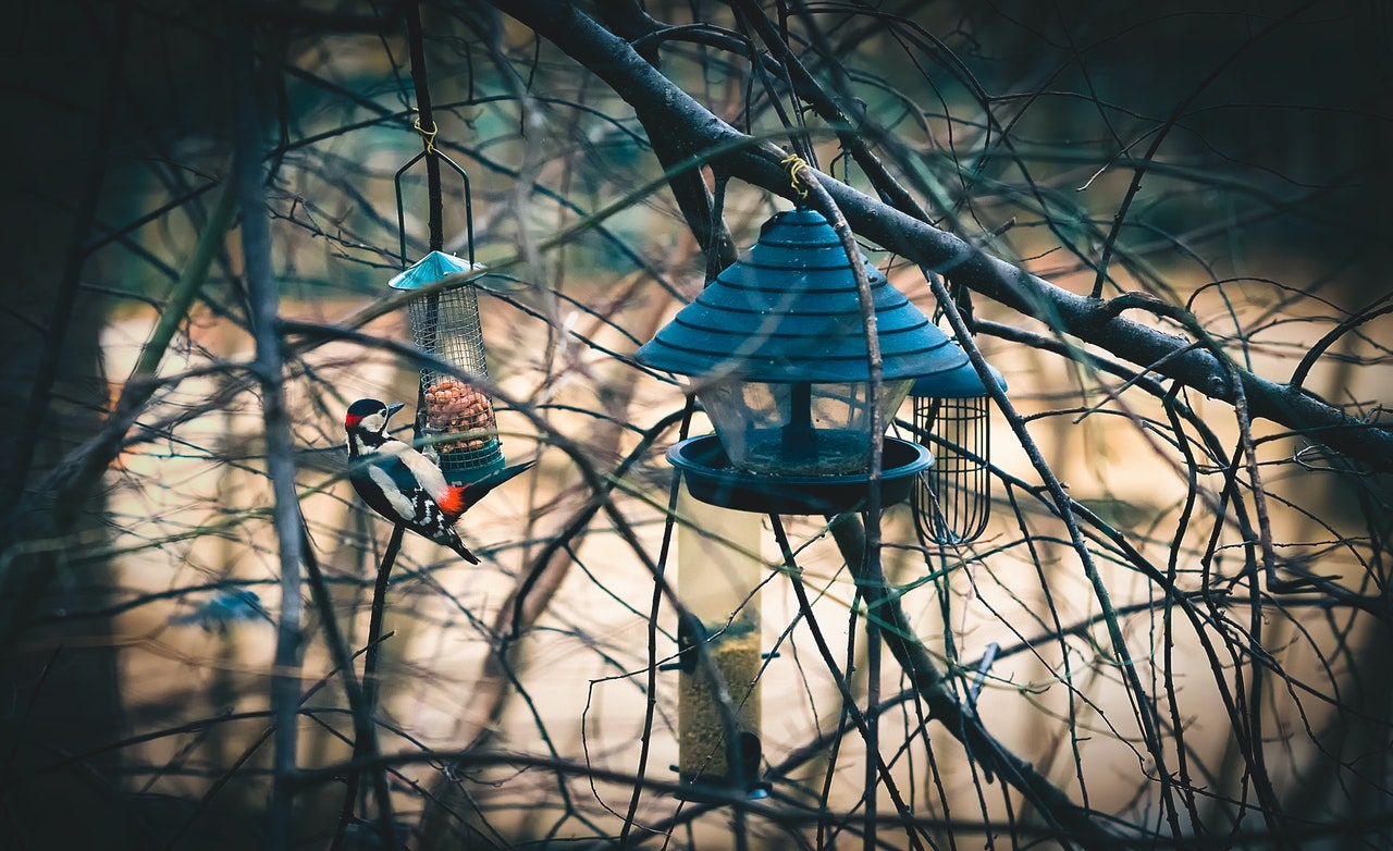 vogelvriendelijke tuin