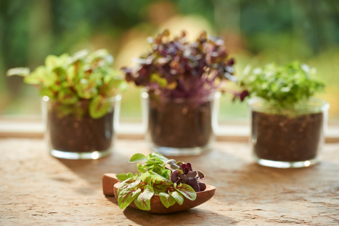 Buzzy Microgreens: waarom kiemgroenten zo gezond zijn