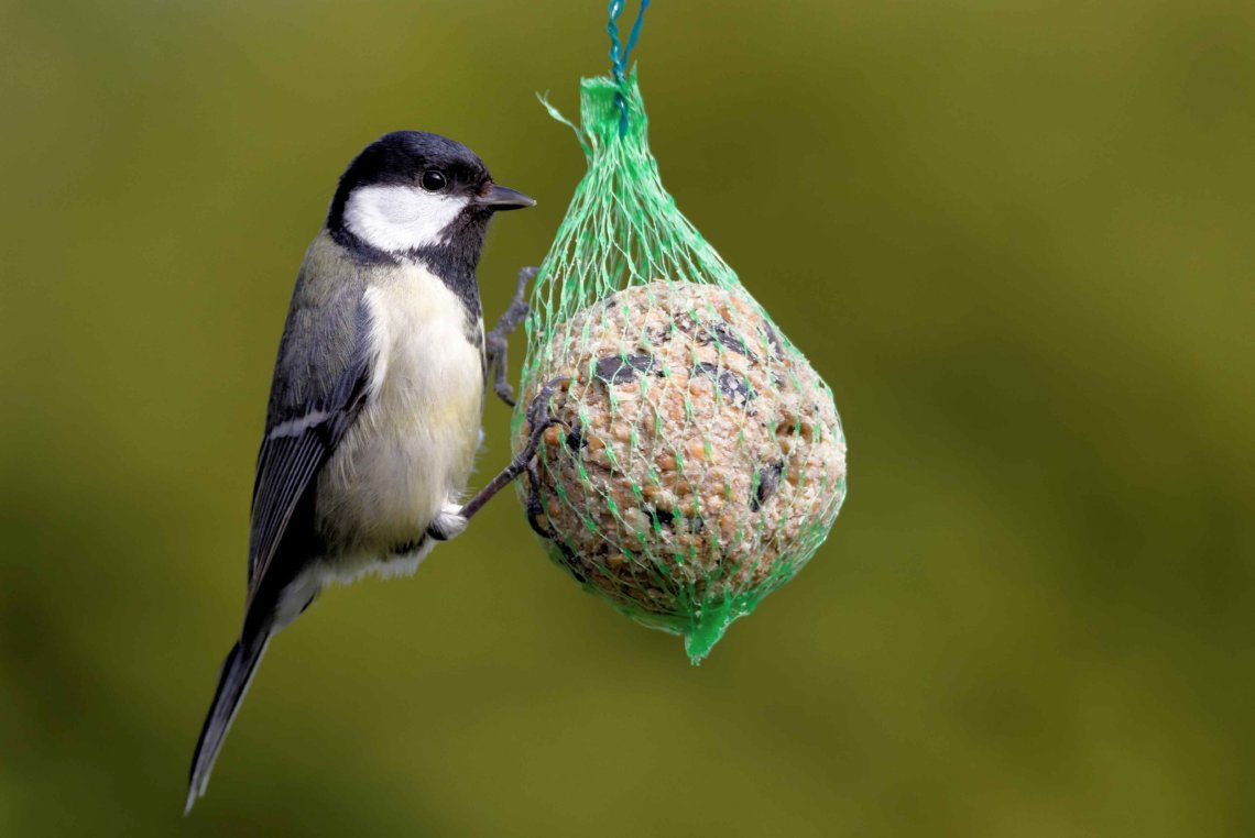 Vogels in de tuin voeren: leuk én nuttig!