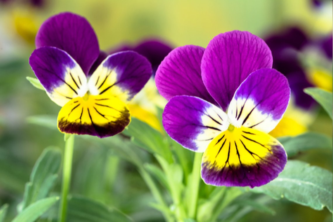 Tweejarige Bloemen zaaien