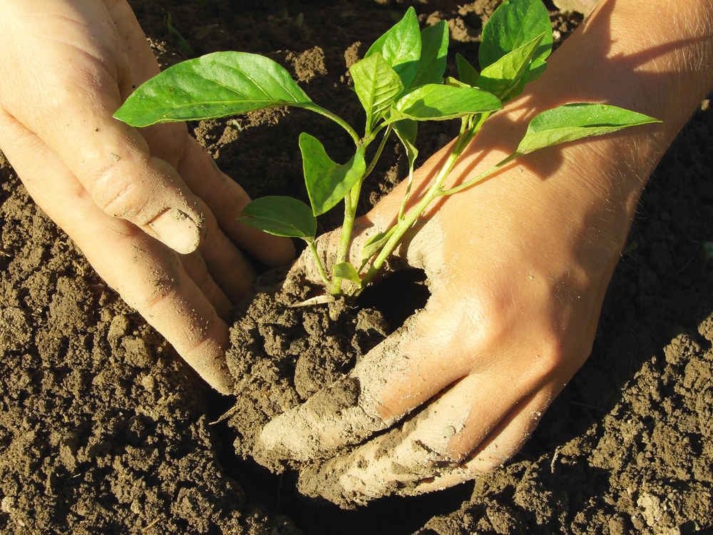 IJsheiligen: zaaien en planten in de vollegrond