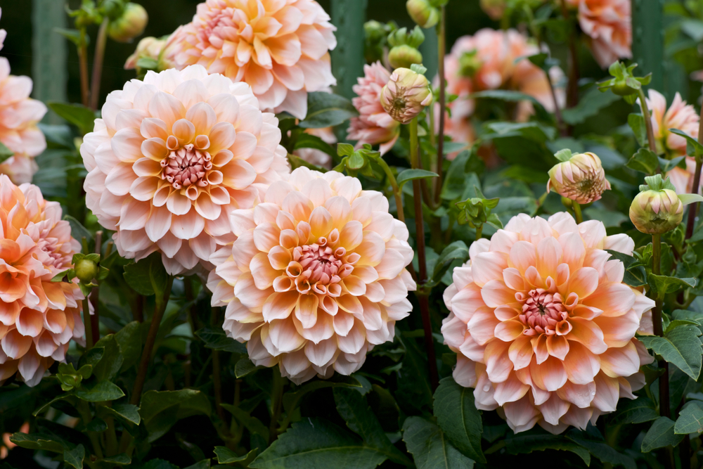 Bloeiende zomerbollen in de tuin Wanneer plant je zomerbollen? Wanneer kan Dahlia's planten?