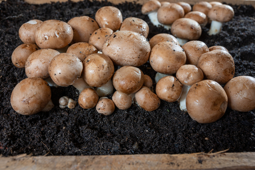 Zelf oesterzwammen en champignons kweken