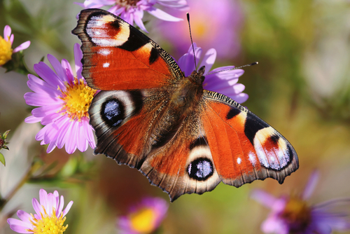 Vlinders in de tuin: zo lok je deze insecten