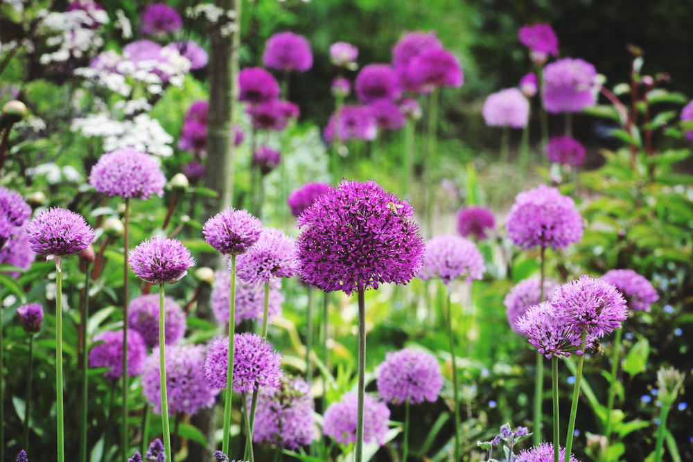 Nu planten, straks een spektakel: lentebollen