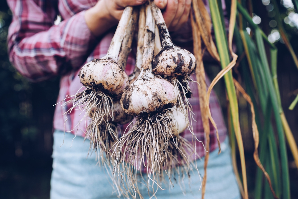 Lekker lui? Plant knoflook & ui! Lekker lui? Plant knoflook & ui!