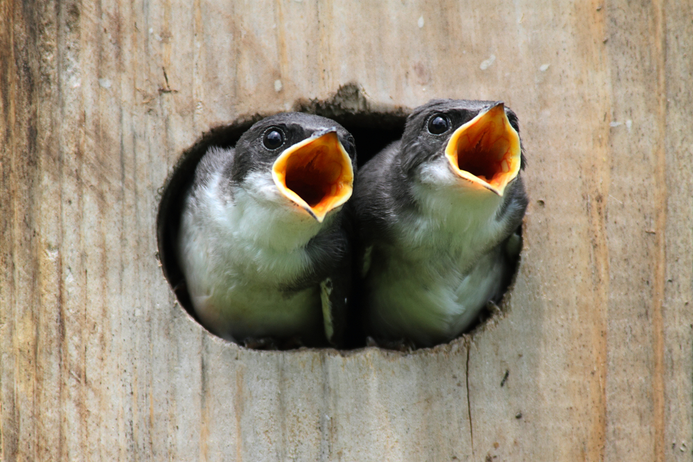 Een nestkast in de tuin, zo doe je dat!