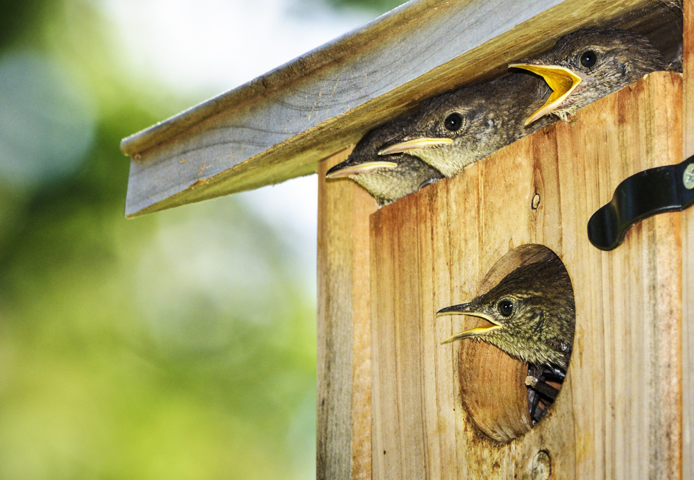 Verschillende soorten nestkasten: welke nestkast kies je?