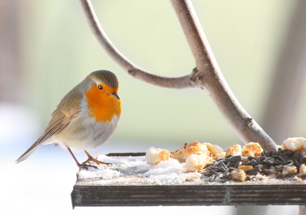 Vogels voeren in de herfst & winter