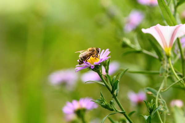 bijen-en-vlinders-in-je-tuin-zo-doe-je-dat