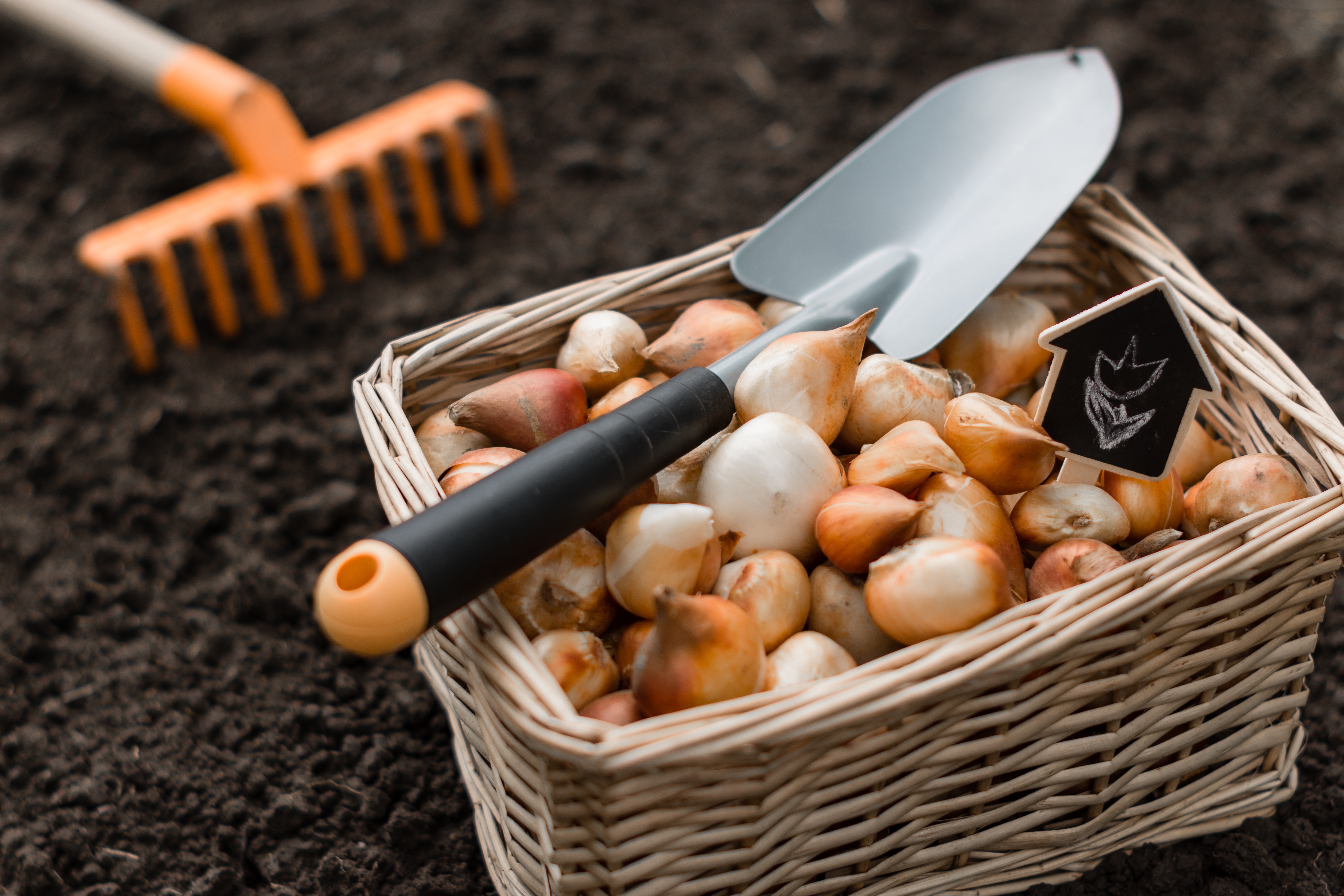 Bloembollen planten