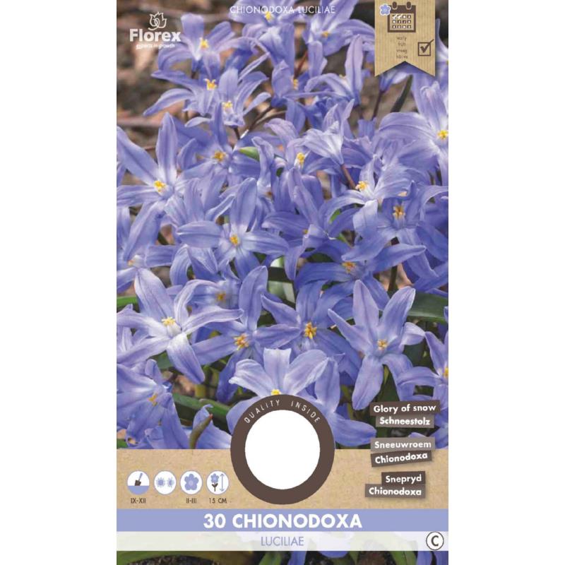 Chionodoxa Luciliae, 30 stuks