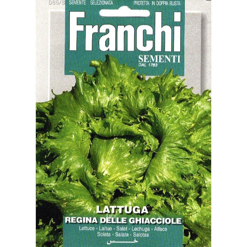 Ijssla, Lattuga Regina Ghiacciole