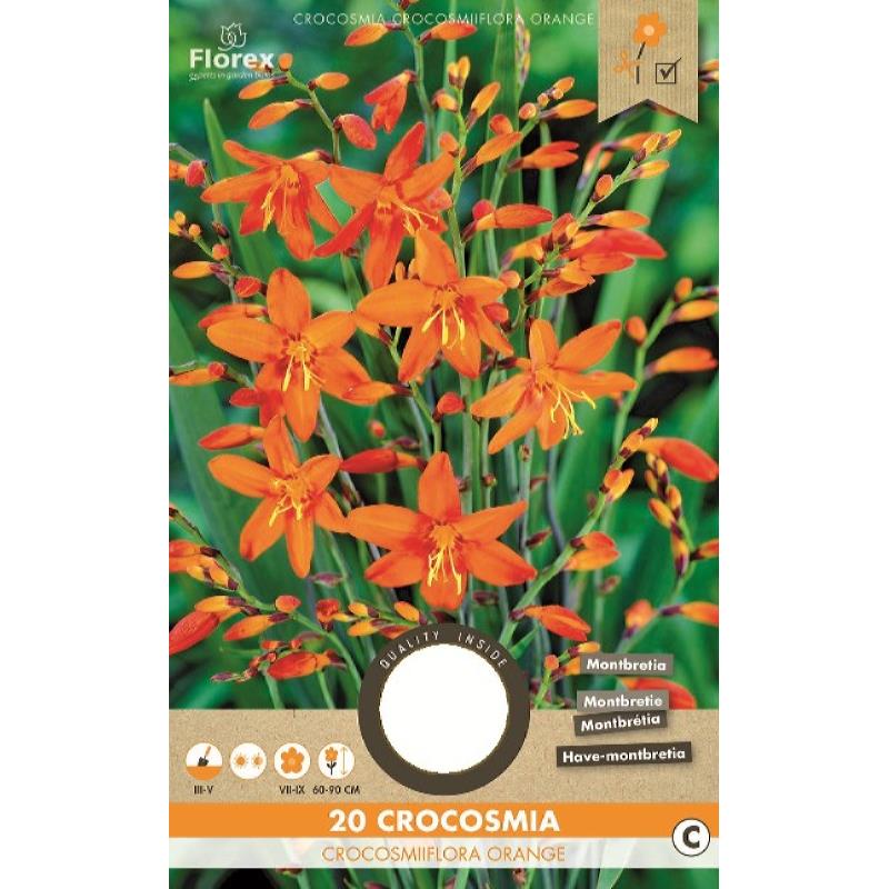 Crocosmia orange, 20 stuks