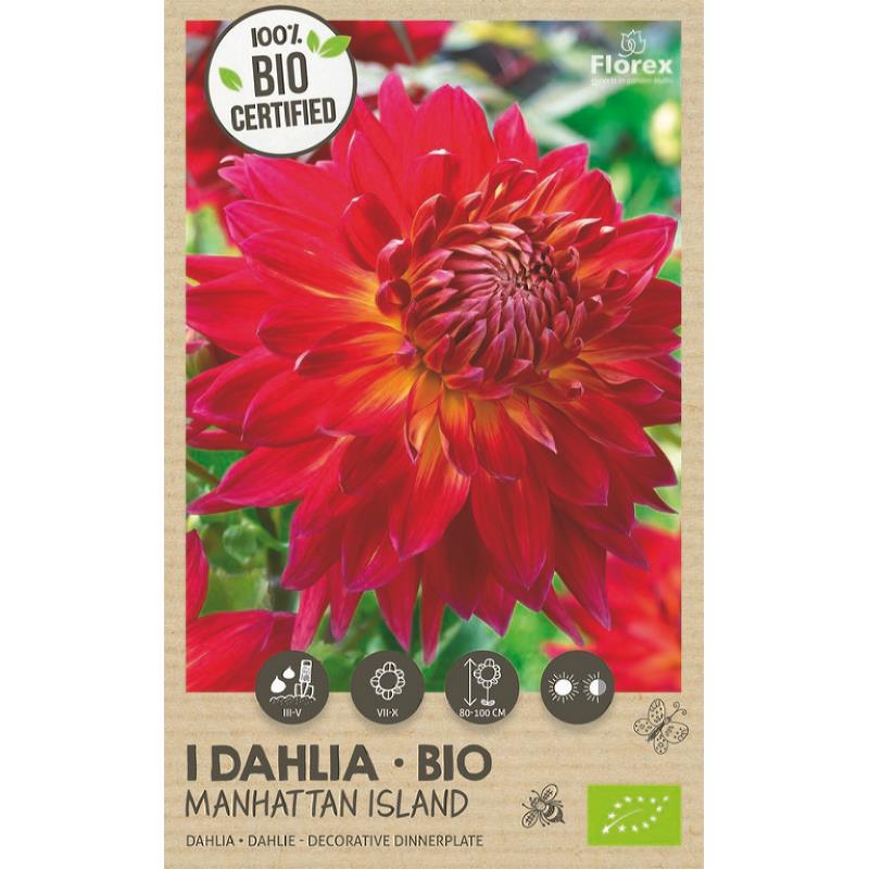 Biologische Dahlia XXL Manhattan Island, 1 stuk
