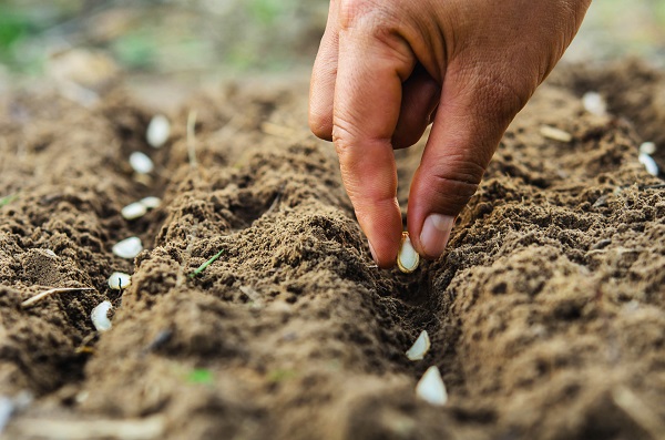 planten van pootgoed