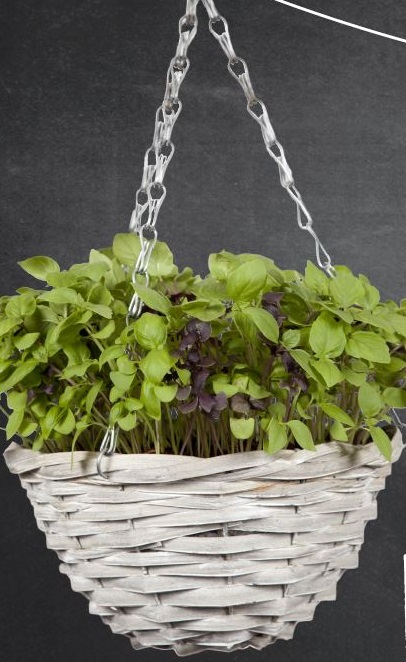 Hanging basket Basilicum