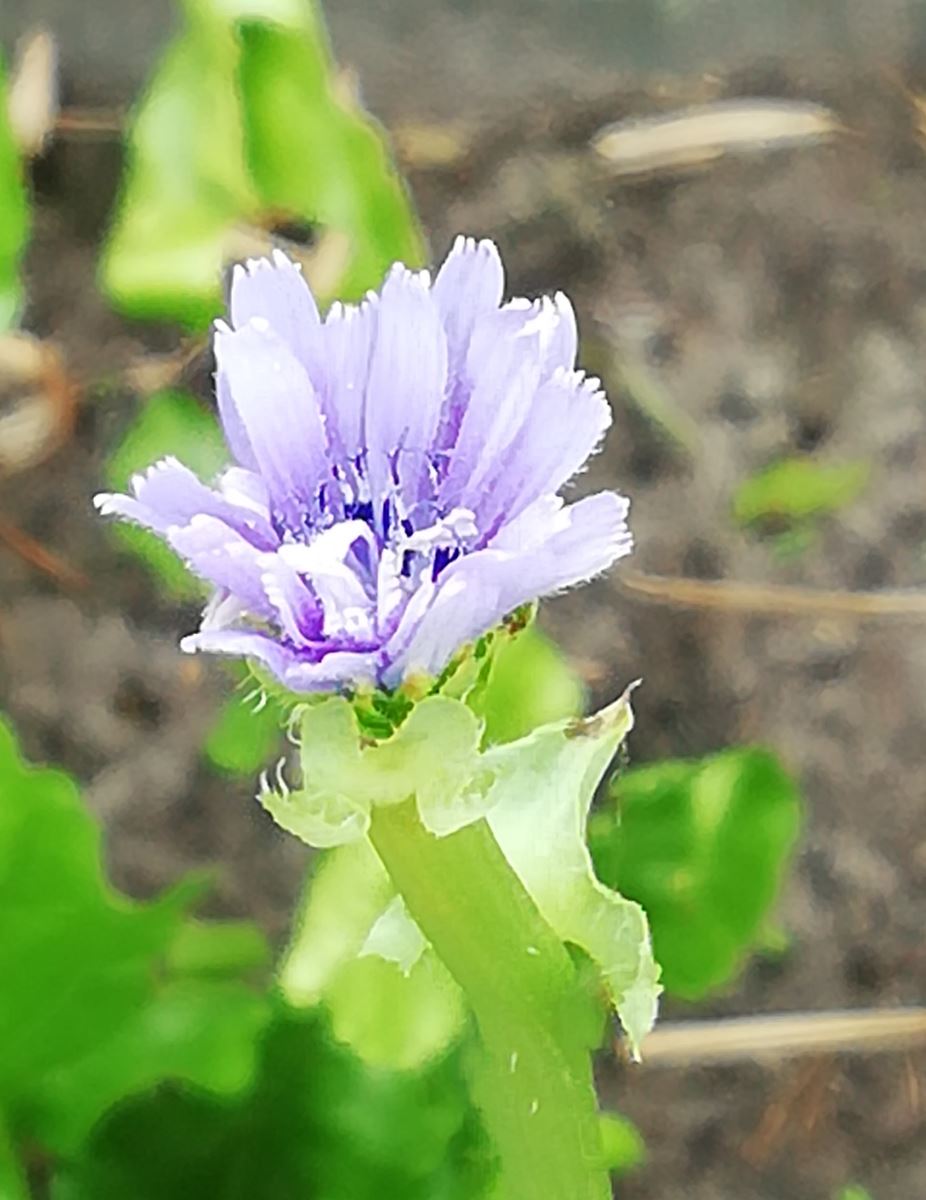 Andijvie bloem na doorschieten