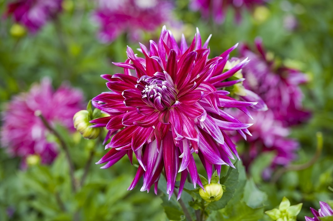 Dahlia pluktuin