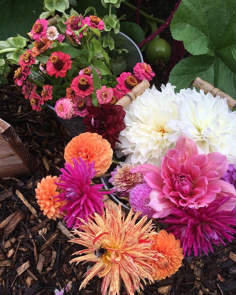 Dahlia boeket maken