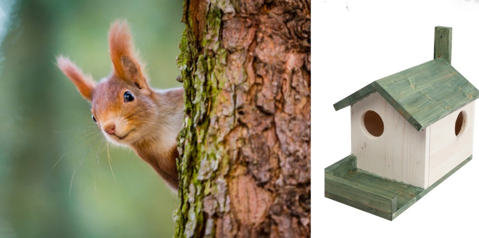 Nestkast eekhoorn