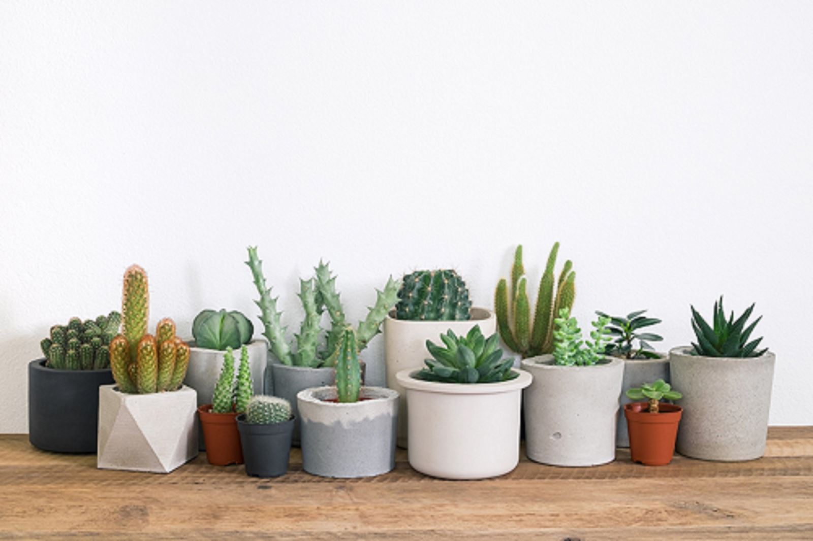 kamerplanten en succulenten kweken in huis 